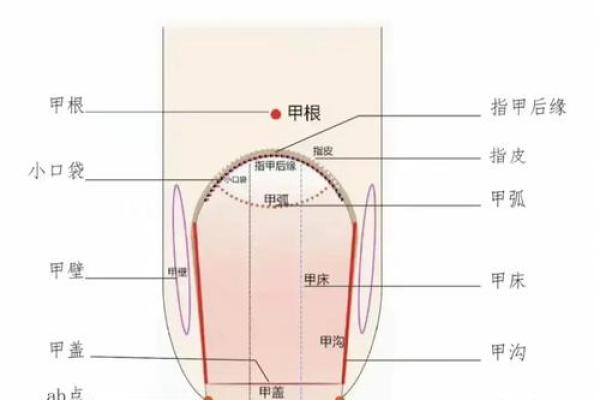 《手相学习百科》:指甲 《手相学习百科》:指甲