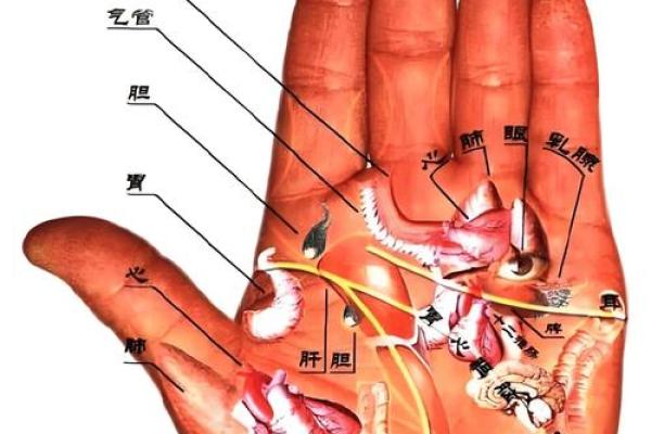 《手相学习百科》：掌纹介绍