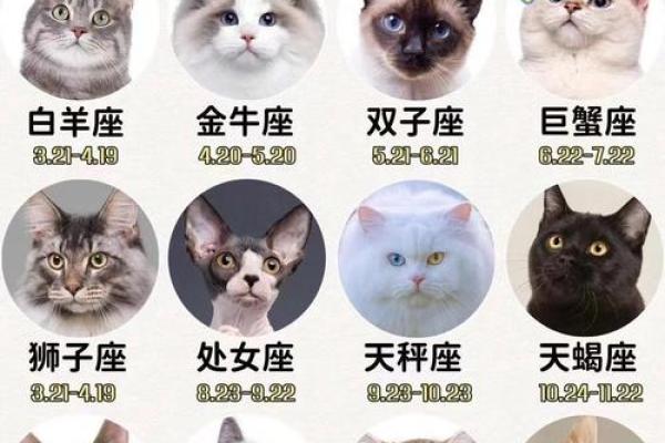 12星座萌萌哒在什么方面