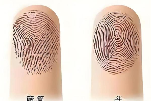 手指上的斗和簸箕代表什么 十个簸箕 簸箕和斗算命