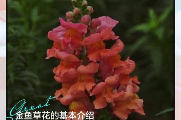 7月12日生日花语：金鱼草，7月12日是什么星座？