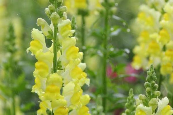 7月12日生日花语：金鱼草，7月12日是什么星座？