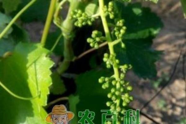 栎树百科：品种特征，栽培技巧与养护要点