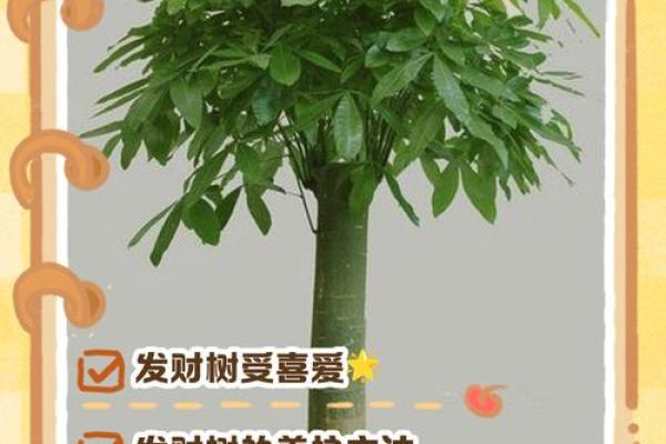 买了“发财树”，别把方位摆错