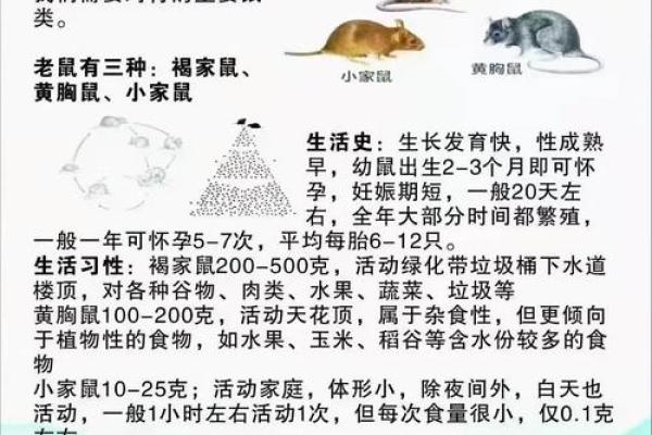 鼠在民间民俗的作用