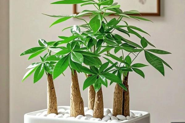 买了发财树，不要把方位摆错了